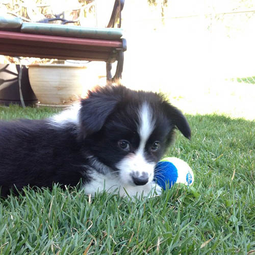 Corgi-Samoyed mix-corgi-mix-dogs