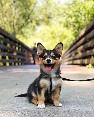 Corgipom-corgi-mix-dogs