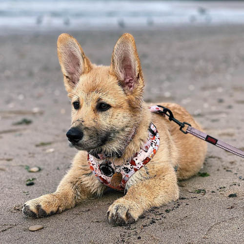 Corman-Shepherd-corgi-mix-dogs