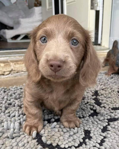 Fawn-Dachshund-colors