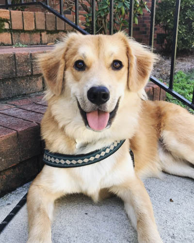 Golden-Corgi-corgi-mix-dogs