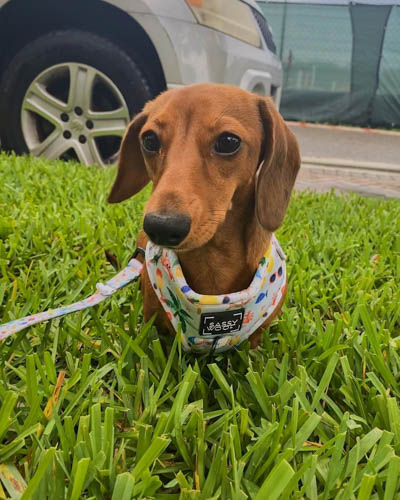 Red-Dachshund-colors