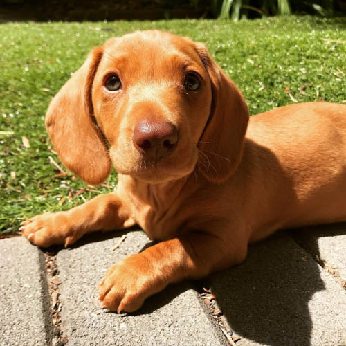 Tan-Dachshund-colors