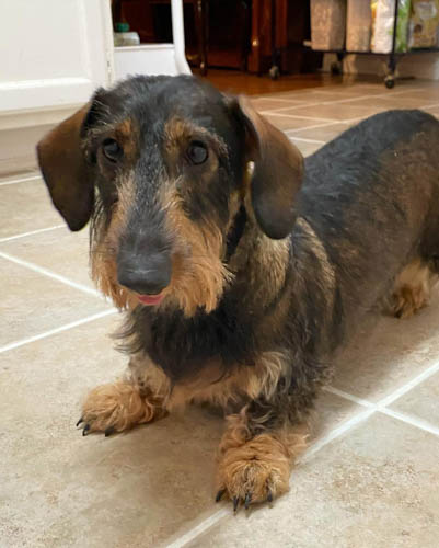 Wild-Boar-Dachshund-colors