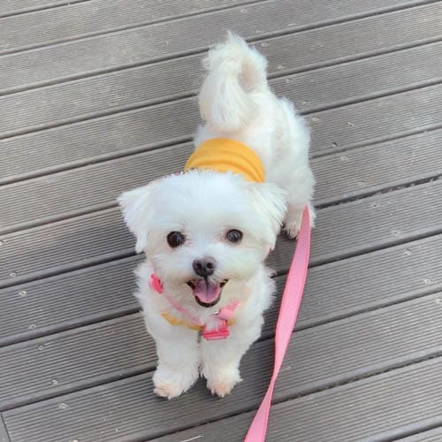 about-a-dogs-tongue-2