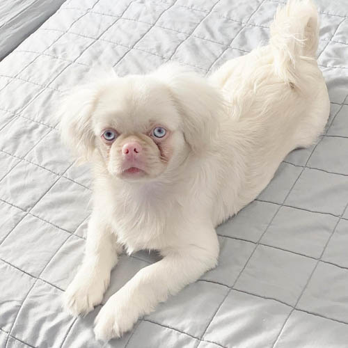 albino-dogs-9