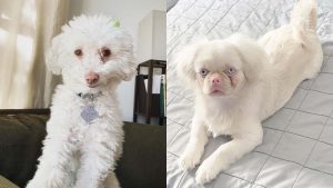 albino-dogs-albinism-in-dogs