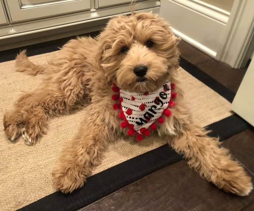 apricot-labradoodle-color