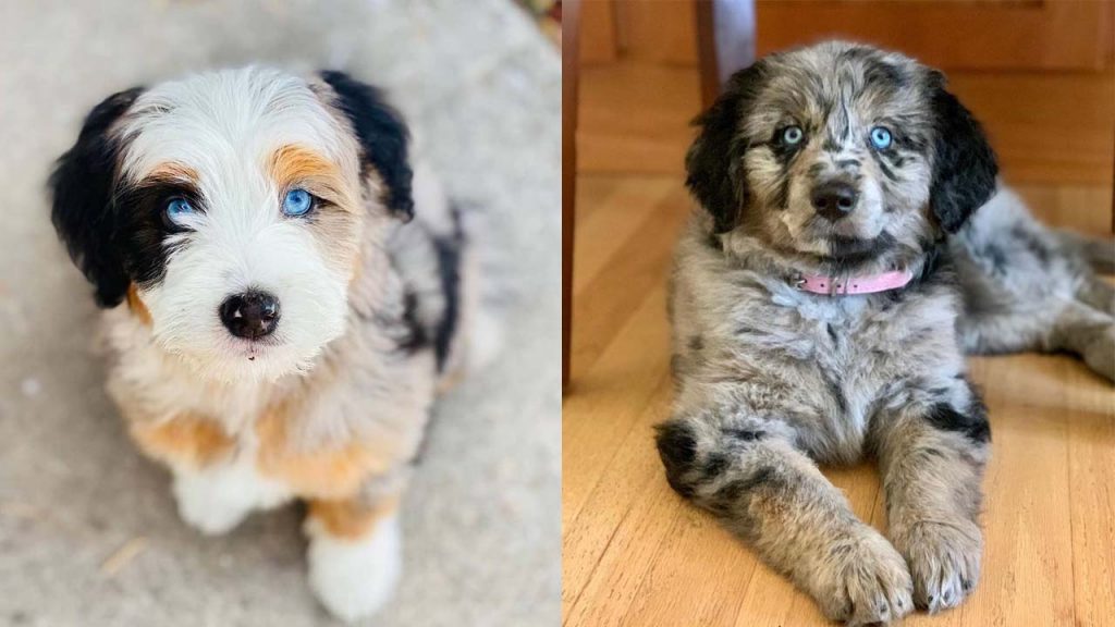 aussiedoodle-dog-colors