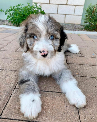 aussiedoodle-dog-colors-11