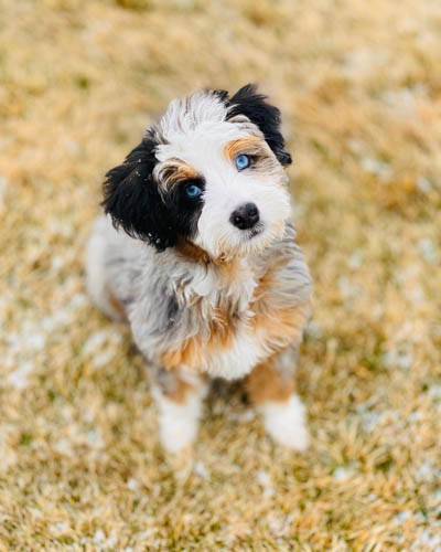 aussiedoodle-dog-colors-6