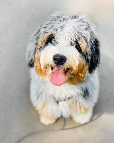 aussiedoodle-dog-colors