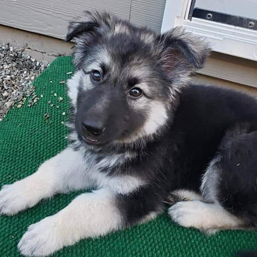 black-and-cream-german-shepherd-colors