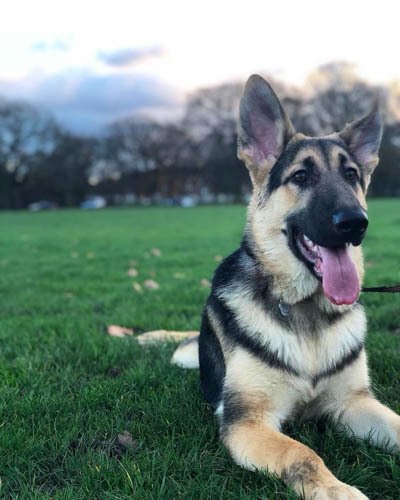 black-and-tan-german-shepherd-color