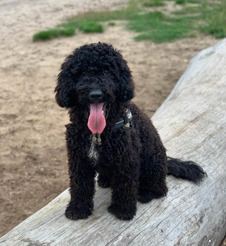 black-labradoodle-color