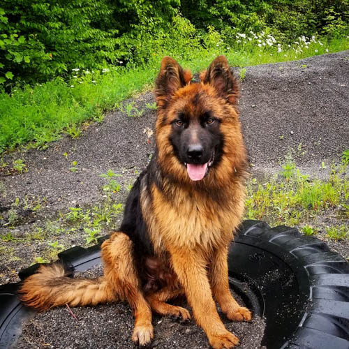 black-red-german-shepherd-colors