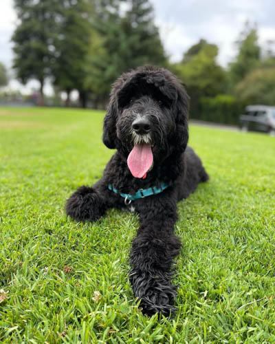 black-sheepadoodle-dog-colors-7