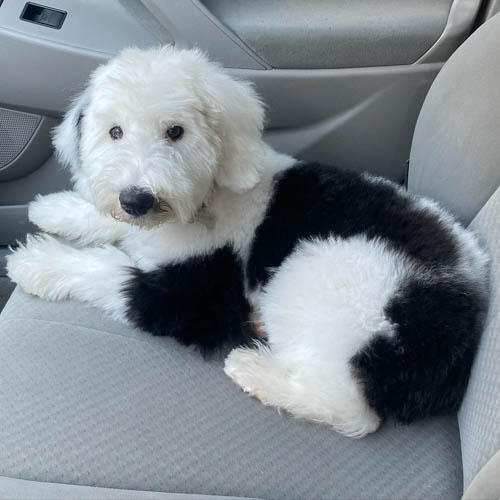 black-white-sheepadoodle-dog-colors-5