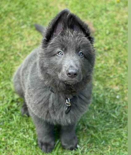 blue-german-shepherd-color