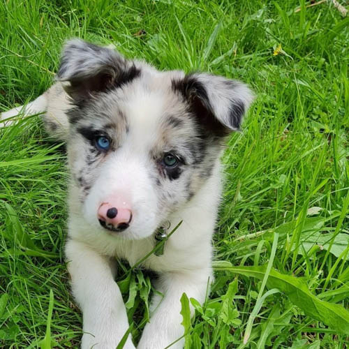 border-collie-dog-colors