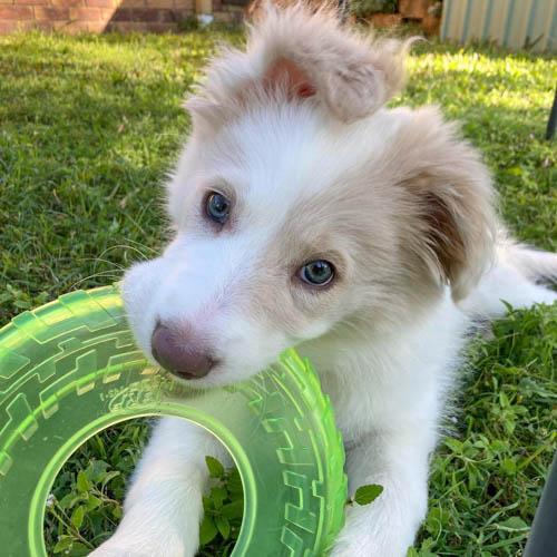 border-collie-dog-colors-2