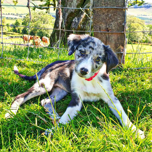 border-collie-dog-colors-3