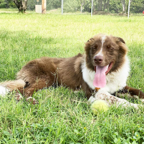 border-collie-dog-colors-4