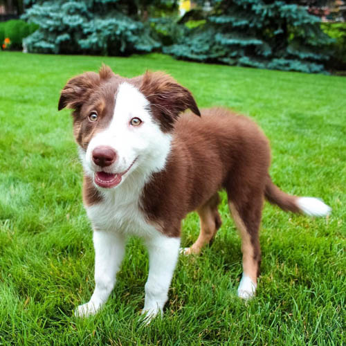 border-collie-dog-colors-6