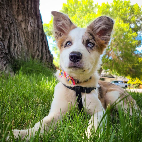 border-collie-dog-colors-7