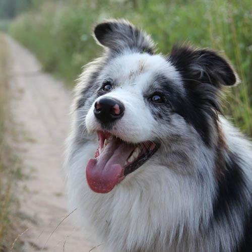 border-collie-dog-colors-8