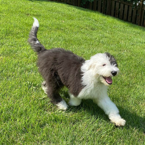 brown-sheepadoodle-dog-colors-3