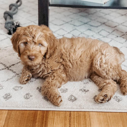 caramel-labradoodle-color