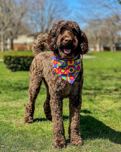 chocolate-labradoodle-color