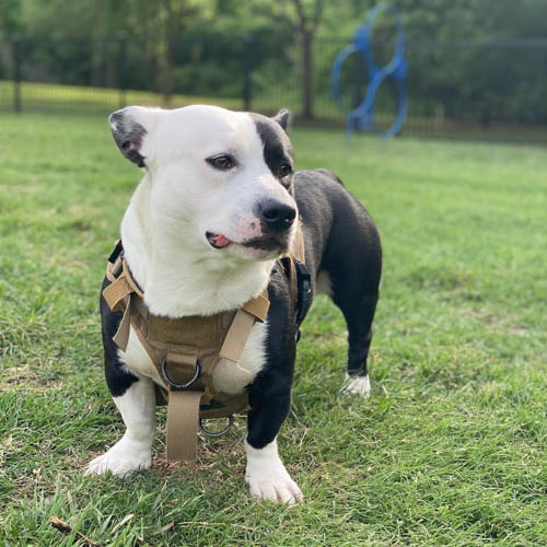 corgipitbull-corgi-mix-dogs