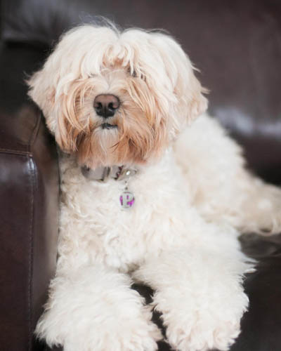 cream-labradoodle-color