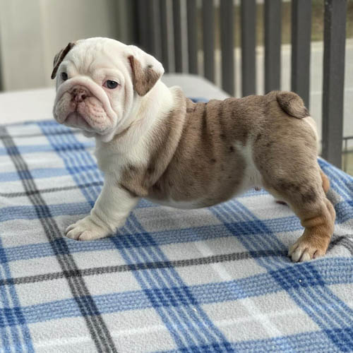 english-bulldog-colors-9