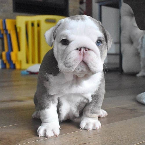 english-bulldog-colors