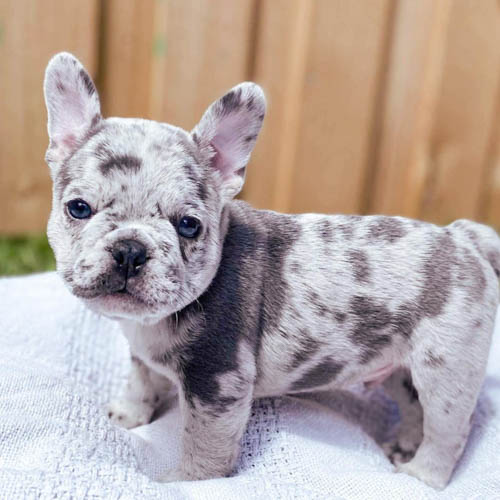 facts-about-french-bulldog-6