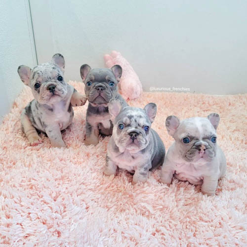 french-bulldog-colors-2