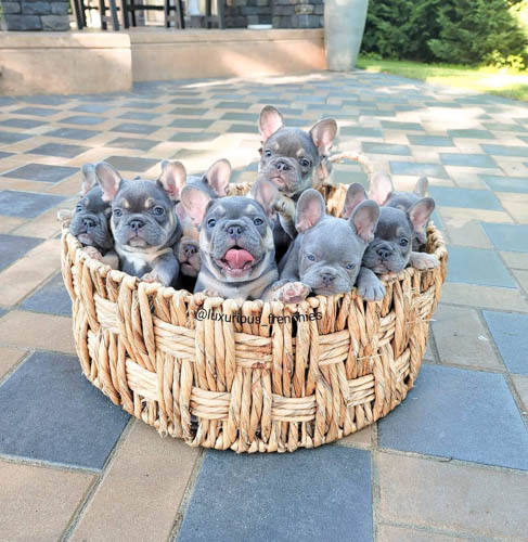 french-bulldog-colors-4