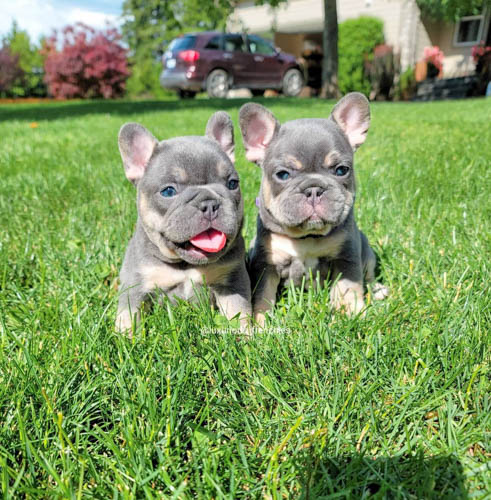 french-bulldog-colors-5