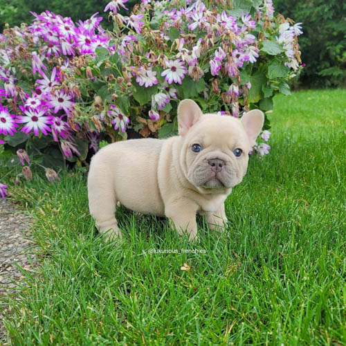 french-bulldog-colors-7