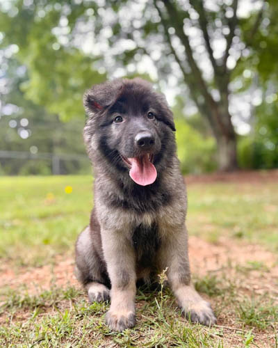 gray-german-shepherd-colors