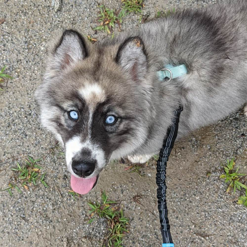 husky-dog-colors-agouti