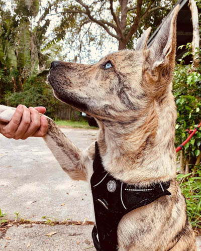 husky-dog-colors-brindle 