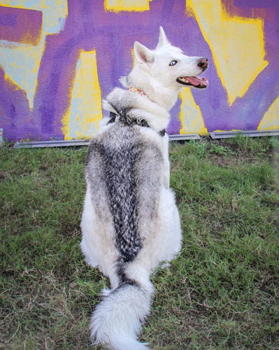 husky-dog-colors-saddleback