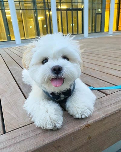 introducing-babies-to-dogs-3