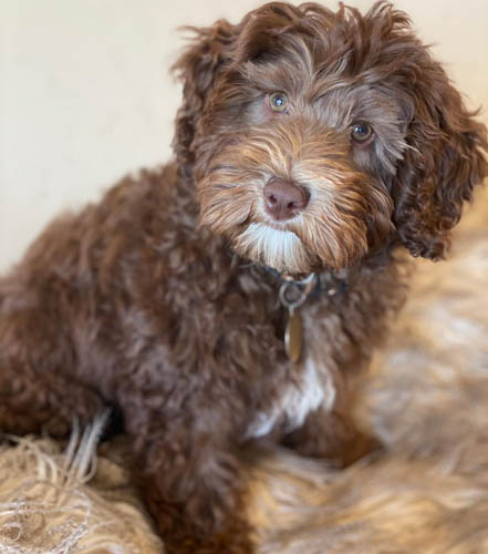 lavender-labradoodle-color