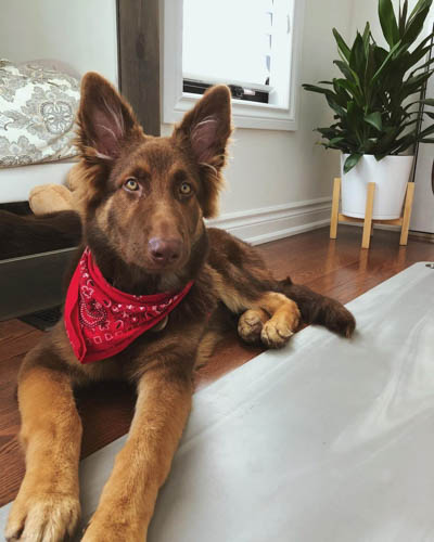 liver-german-shepherd-colors