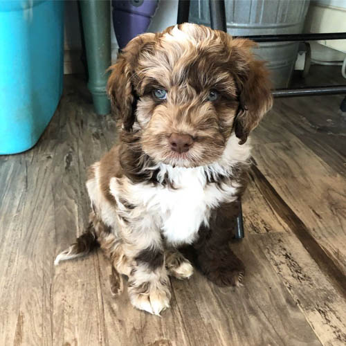 merle-labradoodle-color